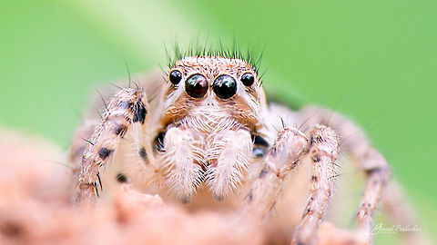 Jumping Spider Gunjur Lake, Bengaluru Fall,Geotagged,India,gunjur,insect,jumping spider,macro,spider,spiders,supermacro