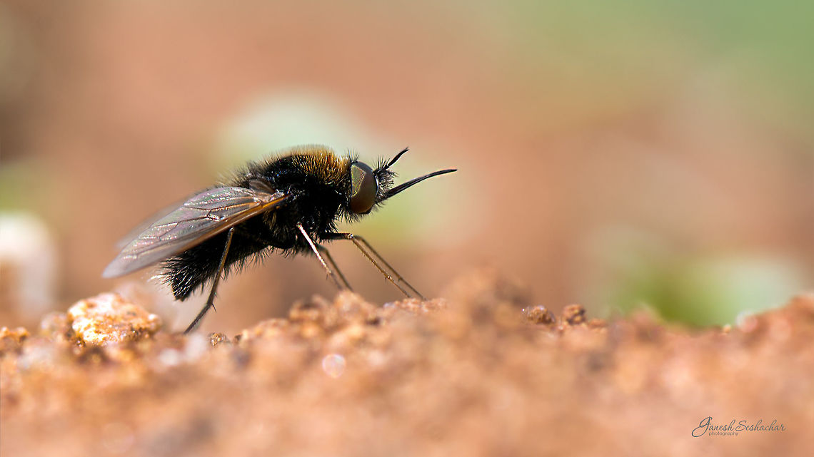 A beefly  Geotagged,India,Summer,beefly,fly,gunjur,insect,macro