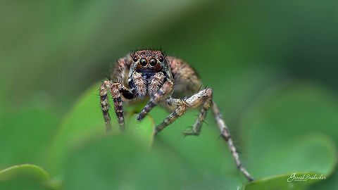 Happy Jumping Spider Day!  Fall,Geotagged,Gunjur,India,Jumping Spider,Macro,Spider,Spiders,wild