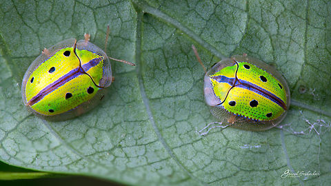 Jewels of Nature  Chiridopsis bipunctata,Fall,Geotagged,Gunjur,India,Sweetpotato tortoise beetle,insect,lady bug,macro,wild
