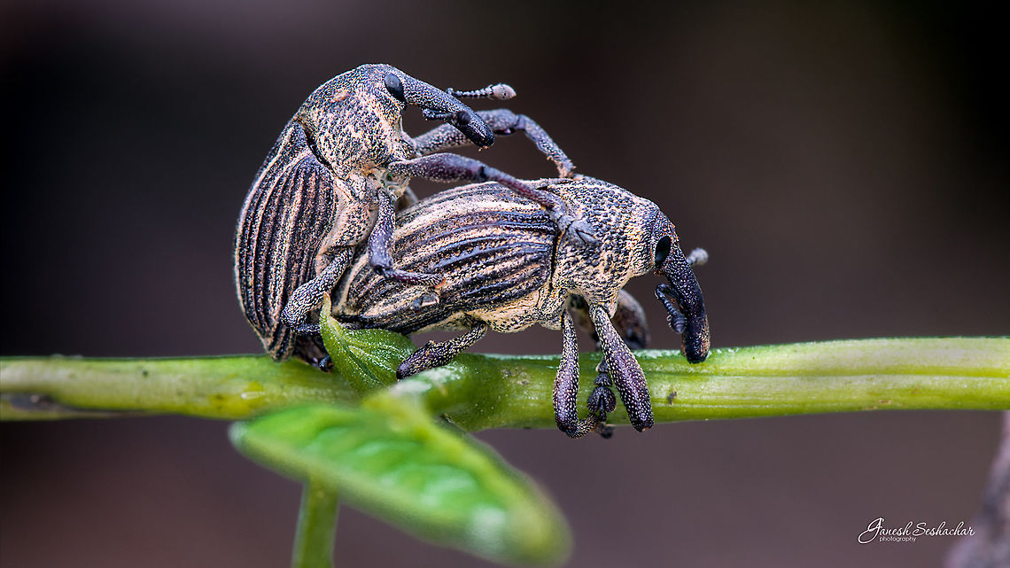 Weevils Bengaluru Fall,Geotagged,India,bengaluru,gunjur,insect,macro,weevil,wildlife