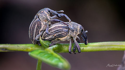 Weevils Bengaluru Fall,Geotagged,India,bengaluru,gunjur,insect,macro,weevil,wildlife