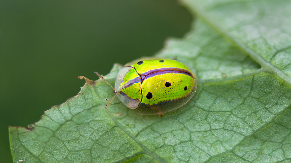 Tortoise Beetle Bengaluru Chiridopsis bipunctata,Geotagged,India,Sweetpotato tortoise beetle,gunjur