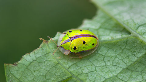 Tortoise Beetle Bengaluru Chiridopsis bipunctata,Geotagged,India,Sweetpotato tortoise beetle,gunjur