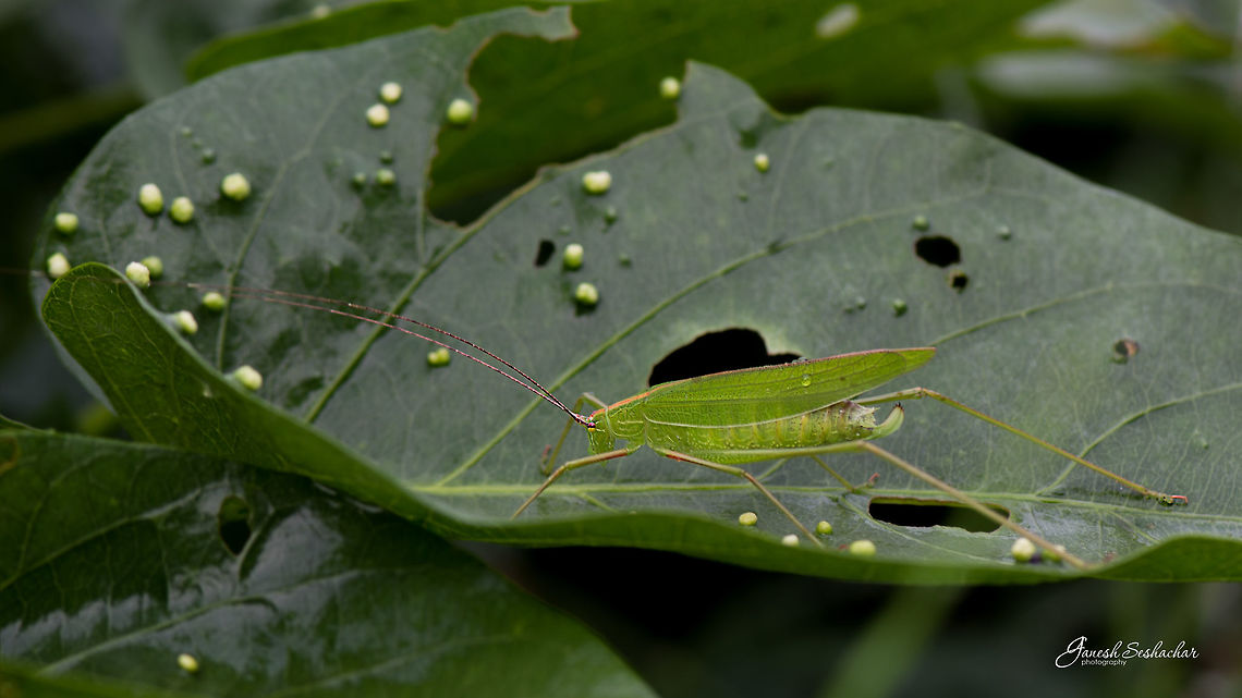 Leaf Katydid  Fall,Geotagged,India,gunjur,insect,macro