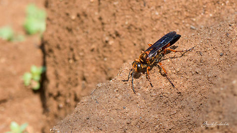 ID HELP  Geotagged,India,Summer,fly,gunjur,macro,wild