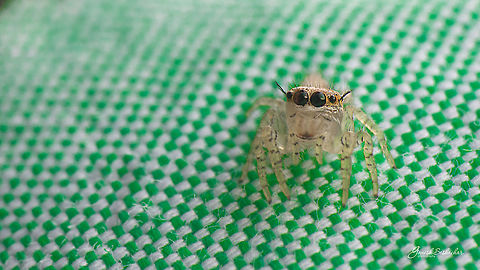 Jumping Spider Gnanabharathi University Campus, Bengaluru Geotagged,India,Summer,gnanabharathi,jumping spider,macro,spider,spiders