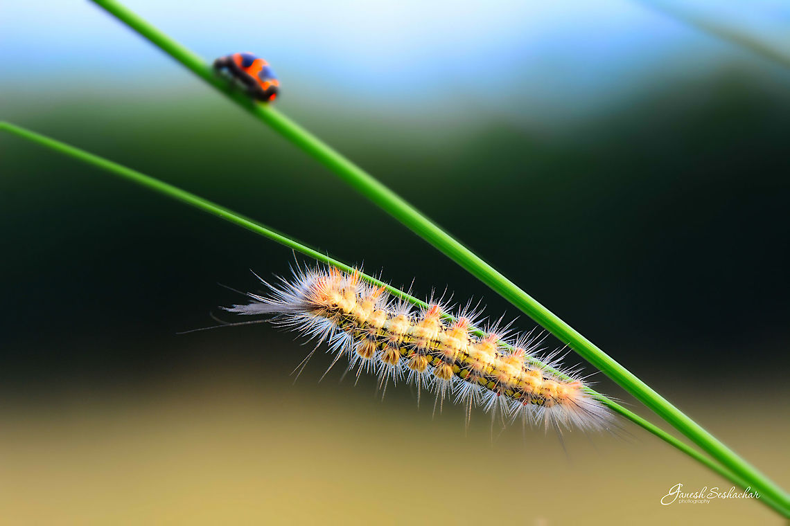 Antiqua Caterpillar? Chikkathirupathi, Kolar, India Fall,Geotagged,India,caterpillar,closeup,details,kolar,macro,nature,wild