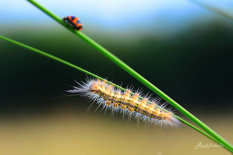 Antiqua Caterpillar? Chikkathirupathi, Kolar, India Fall,Geotagged,India,caterpillar,closeup,details,kolar,macro,nature,wild