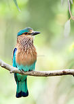 Indian Roller Did some birding after a long time, feels great. <br />
Took this shot this afternoon in midst of some serious macro shooting, saw it resting on a eucalyptus branch, pulled my 600mm Tamron and took few shots of this bird.<br />
<br />
Thanks for watching :)   Coracias benghalensis,Geotagged,Gunjur,India,Indian Roller,avian,birds,closeup,wildlife