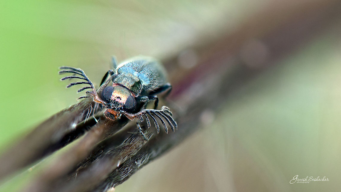 Antler like Beetle <figure class="photo"><a href="https://www.jungledragon.com/image/54347/antler_like_beetle_topview.html" title="Antler like Beetle topview"><img src="https://s3.amazonaws.com/media.jungledragon.com/images/2167/54347_thumb.jpg?AWSAccessKeyId=05GMT0V3GWVNE7GGM1R2&Expires=1769040010&Signature=qcFyAXoIJFKeBBC9bw%2BWNeC0JUY%3D" width="200" height="114" alt="Antler like Beetle topview  Fall,Geotagged,India,antler,beetle,gunjur,insect,macro,topview" /></a></figure><br />
Top View Fall,Geotagged,India,antennae,antler beetle,beetle,gunjur,macro