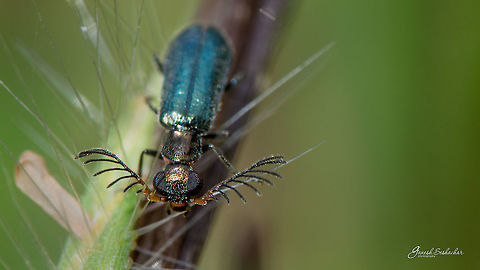 Antler like Beetle topview  Fall,Geotagged,India,antler,beetle,gunjur,insect,macro,topview