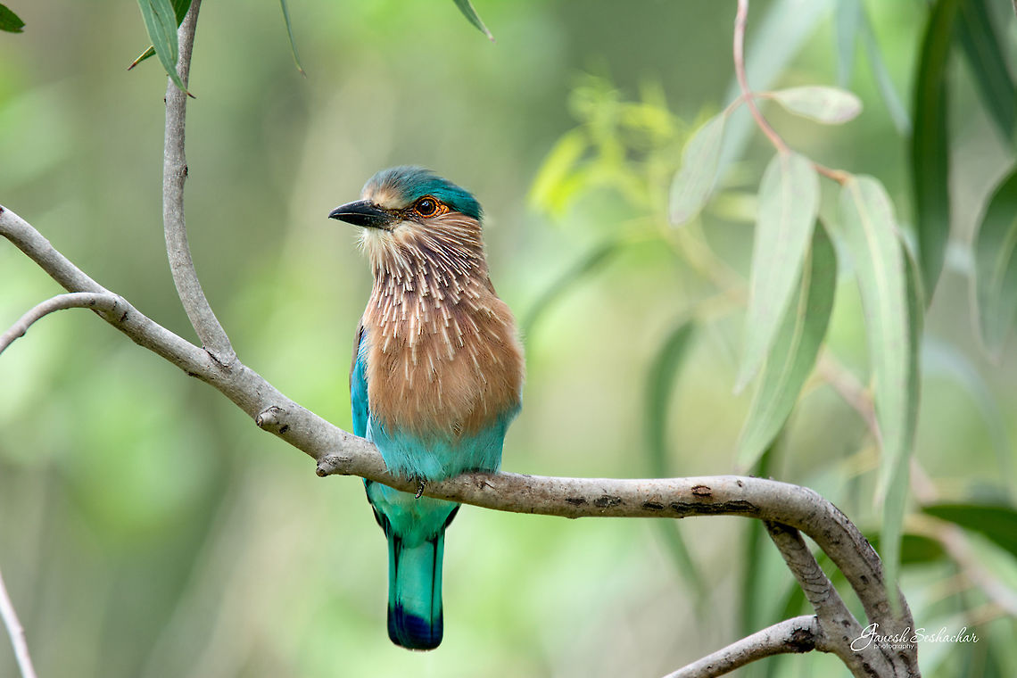 Indian Roller Closeup<br />
<figure class="photo"><a href="https://www.jungledragon.com/image/54215/indian_roller.html" title="Indian Roller"><img src="https://s3.amazonaws.com/media.jungledragon.com/images/2167/54215_thumb.jpg?AWSAccessKeyId=05GMT0V3GWVNE7GGM1R2&Expires=1759968010&Signature=pE9QPLNF0q8hk9%2FPuIBA41P%2F968%3D" width="110" height="152" alt="Indian Roller Did some birding after a long time, feels great. <br />
Took this shot this afternoon in midst of some serious macro shooting, saw it resting on a eucalyptus branch, pulled my 600mm Tamron and took few shots of this bird.<br />
<br />
Thanks for watching :)   Coracias benghalensis,Geotagged,Gunjur,India,Indian Roller,avian,birds,closeup,wildlife" /></a></figure> Coracias benghalensis,Fall,Geotagged,India,Indian Roller,avian,bird,birds,gunjur