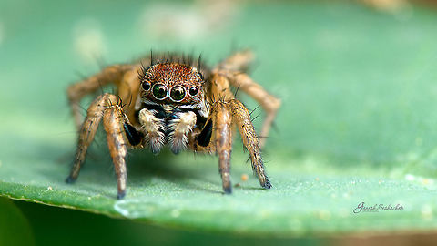 Jumping Spider Probably Stenaelurillus lesserti [Female]
 Fall,Geotagged,India,Stenaelurillus lesserti,closeup,details,gunjur,insect,macro,spider,spiders