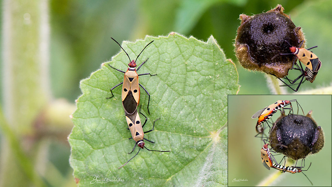 RCB! Red Cotton Bug or Dysdercus cingulatus<br />
Few citations: <br />
<a href="https://www.inaturalist.org/taxa/335537-Dysdercus-cingulatus/browse_photos" rel="nofollow">https://www.inaturalist.org/taxa/335537-Dysdercus-cingulatus/browse_photos</a> Dysdercus cingulatus,Fall,Geotagged,India,Red cotton bug,closeup,gunjur,insect,macro