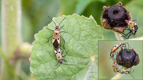RCB! Red Cotton Bug or Dysdercus cingulatus
Few citations: 
https://www.inaturalist.org/taxa/335537-Dysdercus-cingulatus/browse_photos Dysdercus cingulatus,Fall,Geotagged,India,Red cotton bug,closeup,gunjur,insect,macro