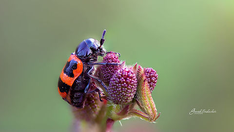 Beetle Gunjur Fall,Geotagged,India,beetle,closeup,colorful,details,gunjur,macro,portrait
