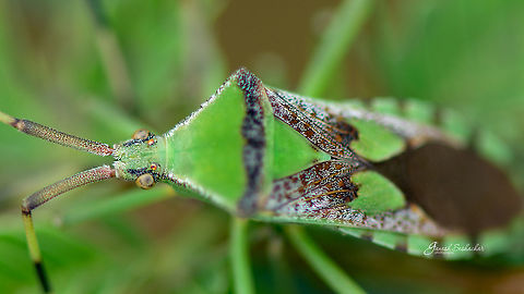 Green allover [camouflage] Gunjur, Bengaluru Fall,Geotagged,India,details,gunjur,insect,insects,macro,wild