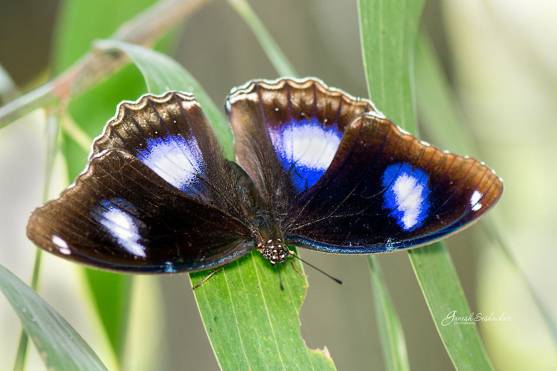 Butterfly Gnanabharathi Campus, Bengaluru Fall,Geotagged,Great Eggfly,Hypolimnas bolina,India,blue,butterfly,gnanabharathi,insect,macro