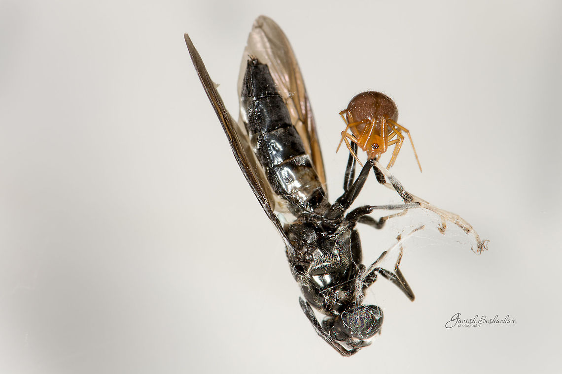 Big Kill Home, Bengaluru Fall,Geotagged,India,details,gunjur,insect,kill,macro,spider,web