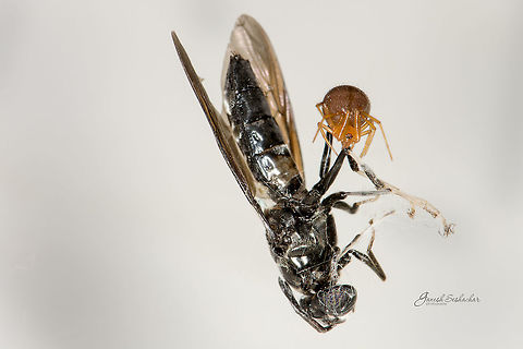Big Kill Home, Bengaluru Fall,Geotagged,India,details,gunjur,insect,kill,macro,spider,web