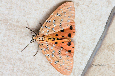Crotalaria podborer Gunjur Crotalaria podborer,Fall,Geotagged,India,Mangina argus,colorful,fly,gunjur,insect,macro,moth