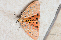 Crotalaria podborer Gunjur Crotalaria podborer,Fall,Geotagged,India,Mangina argus,colorful,fly,gunjur,insect,macro,moth