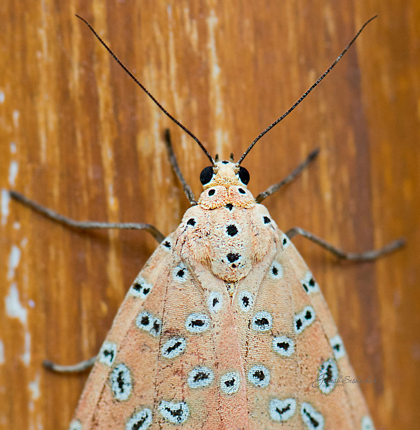 Crotalaria podborer Top view with wings spread out<br />
<figure class="photo"><a href="https://www.jungledragon.com/image/54707/crotalaria_podborer.html" title="Crotalaria podborer"><img src="https://s3.amazonaws.com/media.jungledragon.com/images/2167/54707_thumb.jpg?AWSAccessKeyId=05GMT0V3GWVNE7GGM1R2&Expires=1769040010&Signature=XEOv0U0m95ywf8fWDVmV%2BwJVBuc%3D" width="200" height="134" alt="Crotalaria podborer Gunjur Crotalaria podborer,Fall,Geotagged,India,Mangina argus,colorful,fly,gunjur,insect,macro,moth" /></a></figure><br />
 Crotalaria podborer,Fall,Geotagged,India,Mangina argus,butterfly,fly,gunjur,insect,macro,moth