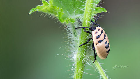 ID Help Gunjur, Bengaluru Fall,Geotagged,Gunjur,India,bug,closeup,details,insect,macro,supermacro