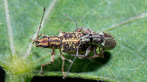 Weevils Gunjur Fall,Geotagged,India,gunjur,insect,macro,mating,weevils