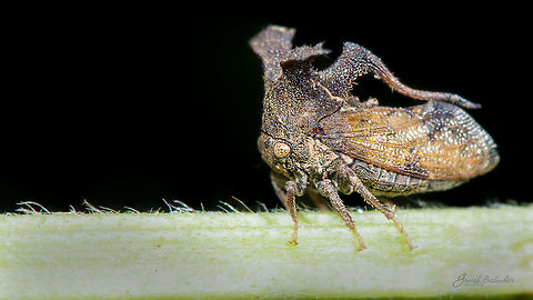 Tree Hopper  Fall,Geotagged,India,gunjur,insect,macro,treehopper