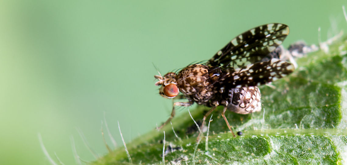Fly - ID help Gunjur, Bengaluru Fall,Geotagged,India,closeup,details,fly,gunjur,macro