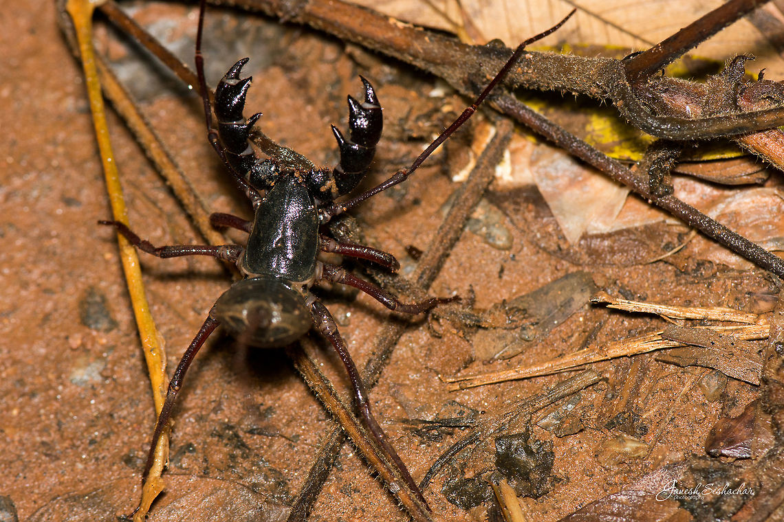 ID HELP Gnanabharathi University Campus, Bengaluru Geotagged,India,Summer,Whip scorpion,details,gnanabharathi,macro,wild