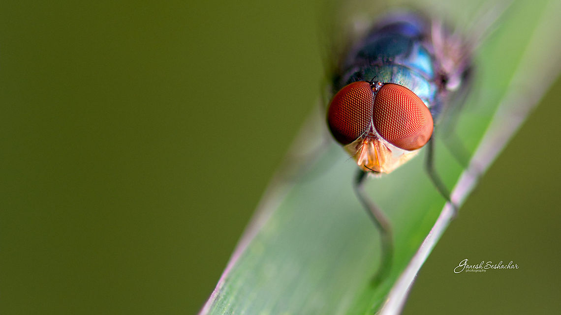 Compound eye of a fly Gnanabharathi University Campus, Bengaluru Geotagged,India,Summer,closesup,compound eye,eye,fly,gnanabharathi,macro