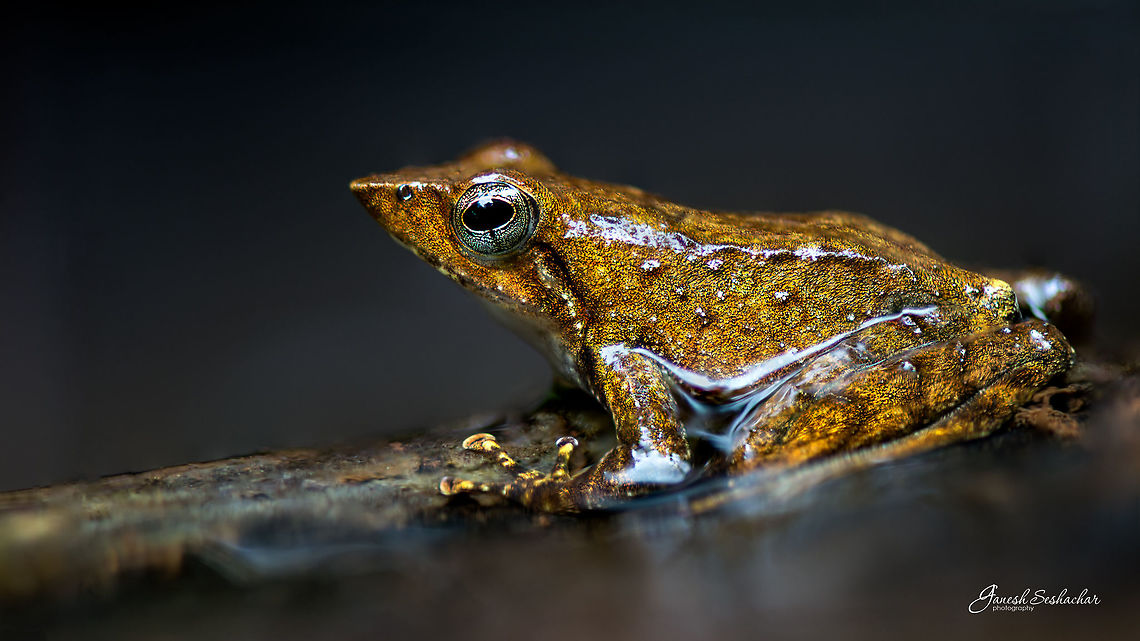 Dancing frog closeup Probably belongs to Micrixalidae family <br />
Place: Western-Ghats, Kodachadri, KA Fall,Geotagged,India,Micrixalus kottigeharensis,closeup,frog,kodachadri,macro,western ghats