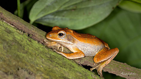 Tree Frog? Kodachadri, KA Fall,Geotagged,India,Polypedates maculatus,closeup,frog,kodachadri,macro,polypedatus maculatus,wildlife