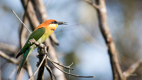 Chestnut headed bee-eater Kodachadri, KA Chestnut-headed Bee-eater,Fall,Geotagged,India,Kodachadri,Merops leschenaulti,birds,western ghats,wildlife