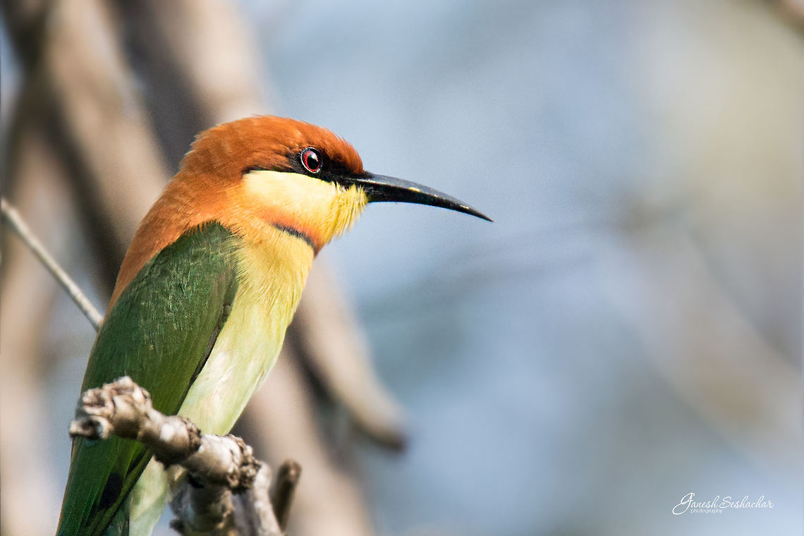 Chestnut headed bee-eater closeup Simha farms, Kodachadri Chestnut-headed Bee-eater,Fall,Geotagged,India,Merops leschenaulti,birds,kodachadri,western ghats