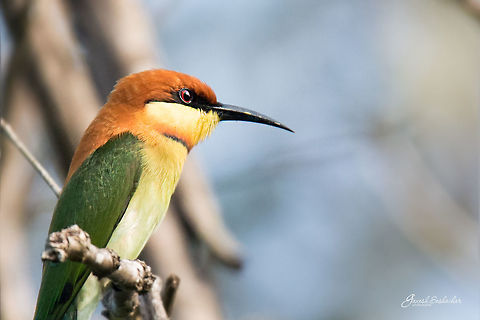 Chestnut headed bee-eater closeup Simha farms, Kodachadri Chestnut-headed Bee-eater,Fall,Geotagged,India,Merops leschenaulti,birds,kodachadri,western ghats