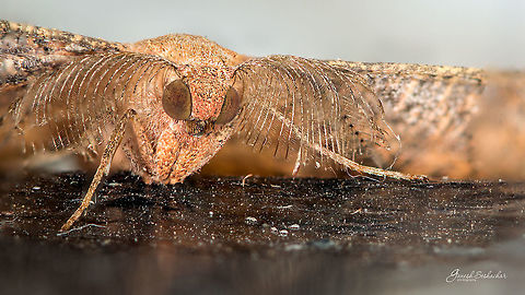 Moth [ID HELP] Checkout those little mites on the floor Fall,Geotagged,India,closeup,gunjur,macro,moth,stacked