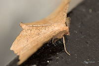 Moth Gunjur, Bengaluru<br />
front<br />
https://www.jungledragon.com/image/55176/moth_id_help.html Fall,Geotagged,India,gunjur,moth
