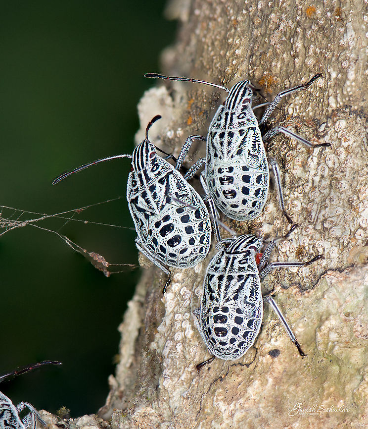 ID Help Place: Kodachadri, KA Fall,Geotagged,India,insect,kodachadri,macro,western ghats,wildlife
