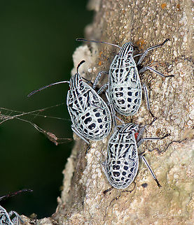 ID Help Place: Kodachadri, KA Fall,Geotagged,India,insect,kodachadri,macro,western ghats,wildlife