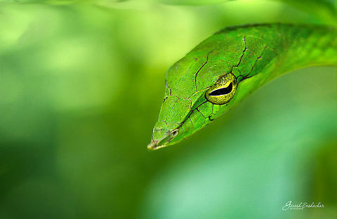 Green Vine Kodachadri, KA Ahaetulla nasuta,Fall,Geotagged,Green vine snake or Long-nosed whip snake,India,Oxybelis fulgidus,closeups,kodachadri,macro,snakes,western ghats,wildlife