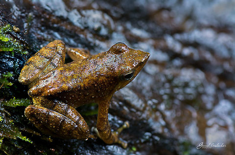 Dancing frog top view Kodachadri, KA Fall,Geotagged,India,Micrixalus kottigeharensis,dancing frog,frog,kodachadri,macro,top view,western ghats