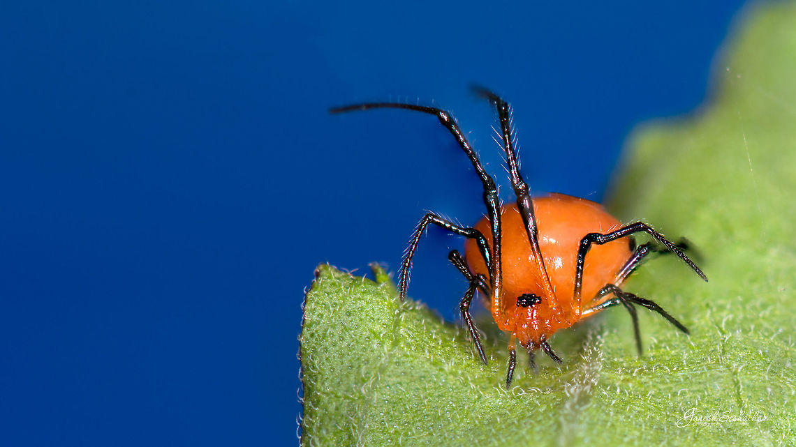 Orange Spider [ID help]  Fall,Geotagged,India,closeup,kodachadri,macro,spiders,western ghats