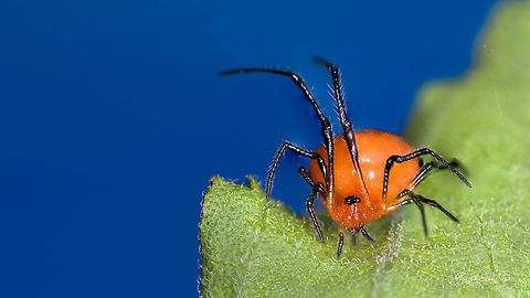 Orange Spider [ID help]  Fall,Geotagged,India,closeup,kodachadri,macro,spiders,western ghats