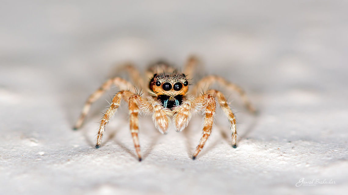 ID Help Here is the collage<br />
<figure class="photo"><a href="https://www.jungledragon.com/image/55914/a_collage_of_jumping_spider.html" title="A collage of jumping spider"><img src="https://s3.amazonaws.com/media.jungledragon.com/images/2167/55914_thumb.jpg?AWSAccessKeyId=05GMT0V3GWVNE7GGM1R2&Expires=1769040010&Signature=8VOlWcD%2BySF6c%2FeE2i4ajx5vBzM%3D" width="200" height="84" alt="A collage of jumping spider Front view: <br />
https://www.jungledragon.com/image/55899/id_help.html Geotagged,India,collage,davangere,macro,spider,wild" /></a></figure> Geotagged,India,Winter,davangere,macro,spiders,wild