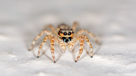 ID Help Here is the collage
https://www.jungledragon.com/image/55914/a_collage_of_jumping_spider.html Geotagged,India,Winter,davangere,macro,spiders,wild