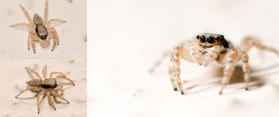 A collage of jumping spider Front view: <br />
<figure class="photo"><a href="https://www.jungledragon.com/image/55899/id_help.html" title="ID Help"><img src="https://s3.amazonaws.com/media.jungledragon.com/images/2167/55899_thumb.jpg?AWSAccessKeyId=05GMT0V3GWVNE7GGM1R2&Expires=1759968010&Signature=rudfkzrrRrGO8X5yC95a%2B%2BYTy0I%3D" width="200" height="114" alt="ID Help Here is the collage<br />
https://www.jungledragon.com/image/55914/a_collage_of_jumping_spider.html Geotagged,India,Winter,davangere,macro,spiders,wild" /></a></figure> Geotagged,India,collage,davangere,macro,spider,wild